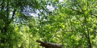 Baum