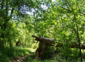 Herrenhäuser Gärten, Stadtpark, Friedhöfe und Tiergarten wegen Sturms geschlossen Baum