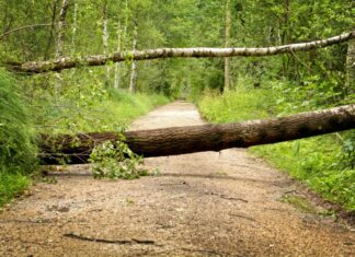 Bei Sturm und Unwetter sind Wälder und Parkanlagen zu meiden umgestürzter Baum
