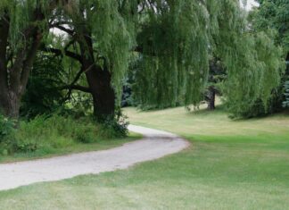 Weiden im Brinker Park stark eingekürzt Weidenbaum