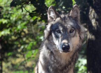 Angebliche Wolfssichtung im Hermann-Löns-Park in Hannover Wolf