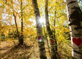 Projekt „Städte wagen Wildnis“ in Hannover erfolgreich abgeschlossen "Herz“-Birken am Lindener Berg