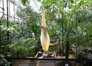 Titanenwurzblüte steht kurz bevor – Berggarten öffnet bis 22 Uhr Titanenwurz