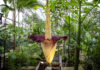 Titanenwurzblüte - Berggarten