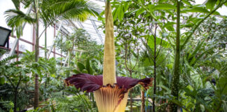 Titanenwurzblüte - Berggarten