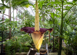 Die Titanenwurz blüht im Berggarten der Herrenhäuser Gärten Titanenwurzblüte - Berggarten