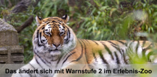 Tiger - Erlebnis-Zoo Hannover