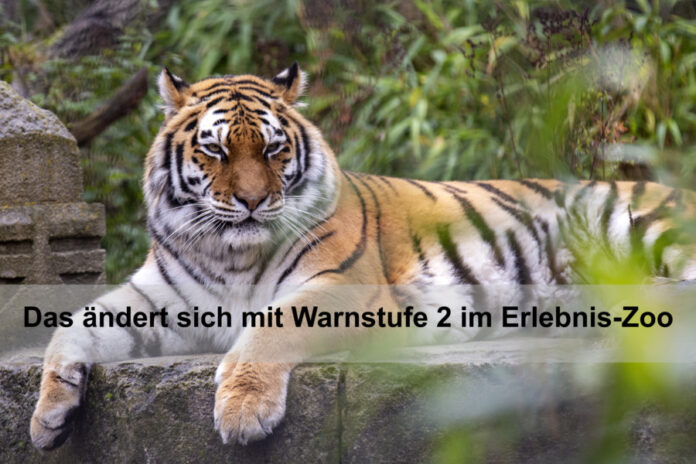 Tiger - Erlebnis-Zoo Hannover