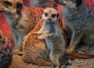 Nachwuchs bei den Erdmännchen im Erlebnis-Zoo Hannover Erdmännchen-Nachwuchs
