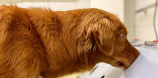 Corona-Spürhund im Einsatz