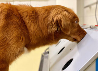 Hunde können SARS-CoV-2 von 15 anderen viralen Atemwegsinfektionen unterscheiden Corona-Spürhund im Einsatz