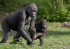 Gorilla Miliki mit ihrem Sohn Boboto im Zoo Krefeld