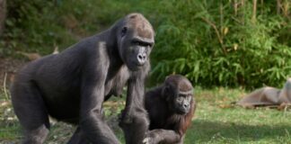 Gorilla Miliki mit ihrem Sohn Boboto im Zoo Krefeld