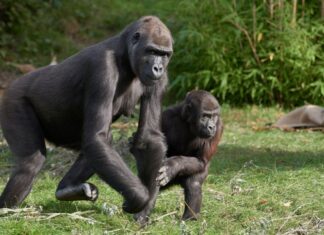 Krefeld baut nach Katastrophe neuen Affenpark Gorilla Miliki mit ihrem Sohn Boboto im Zoo Krefeld