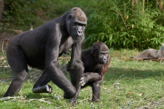 Gorilla Miliki mit ihrem Sohn Boboto im Zoo Krefeld