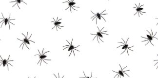 Grafik - kleine Spinnen
