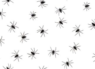 Celle – Nach Spinnen-Schock gegen Baum gefahren Grafik - kleine Spinnen