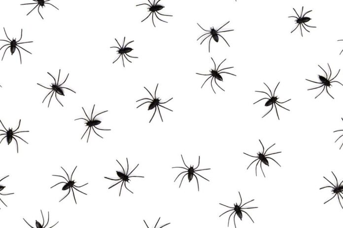 Grafik - kleine Spinnen