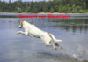 Hund am See