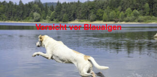 Hund am See