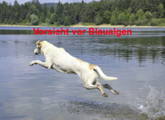 Blaualgen-Warnung am Altwarmbüchener See Hund am See