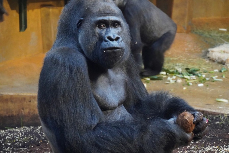 Gorilla Buzandi
