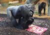 Gorilla Buzandi