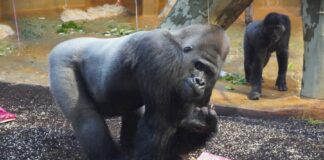 Gorilla Buzandi