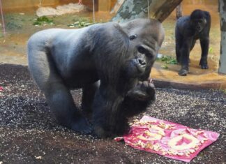 Gorilla Buzandi im Erlebnis-Zoo Hannover ist 30 Jahre alt geworden Gorilla Buzandi