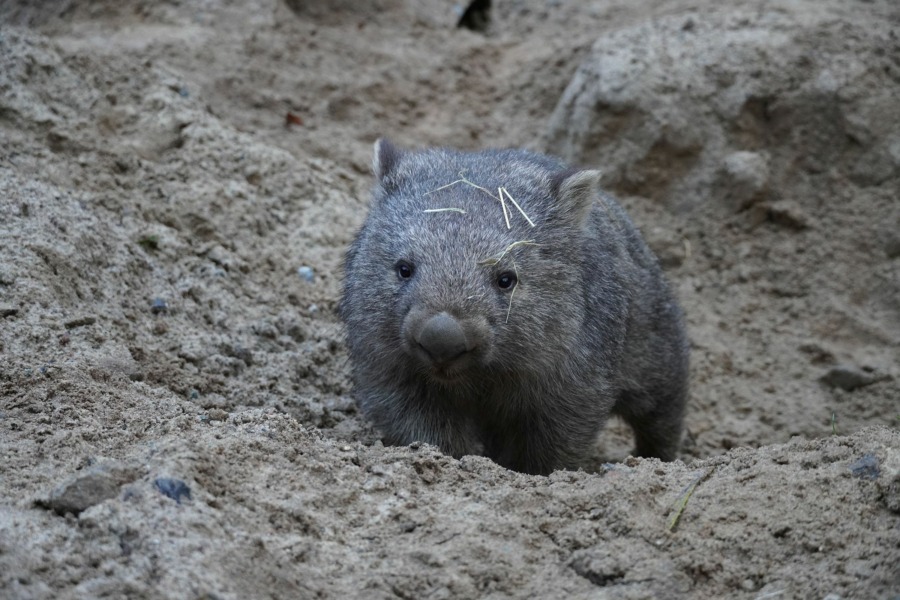 Wombat-Nachwuchs Cooper