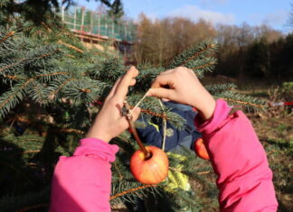 Weihnachtsbaum für die Waldvögel Weihnachtsbaum für die Waldvögel