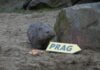 Wombat-Nachwuchs Cooper