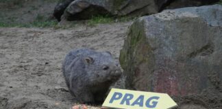 Wombat-Nachwuchs Cooper