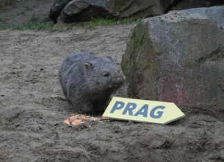Nacktnasenwombat-Nachwuchs ist von Hannover nach Prag gezogen Wombat-Nachwuchs Cooper
