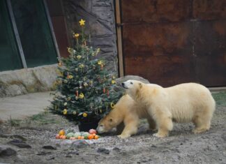 Spannende „Bescherung“ im Erlebnis-Zoo Hannover Eisbärinnen Nana und Milana