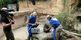 Röntgentraining mit den Stachelschweinen im Erlebnis-Zoo Hannover