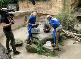 Der Erlebnis-Zoo im NDR – Seelöwe & Co. Röntgentraining mit den Stachelschweinen im Erlebnis-Zoo Hannover