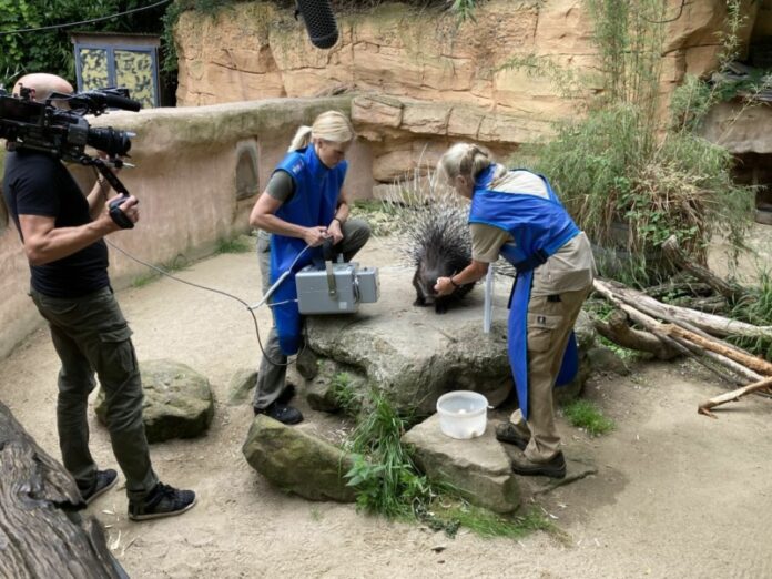 Röntgentraining mit den Stachelschweinen im Erlebnis-Zoo Hannover