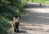 streunende Katze