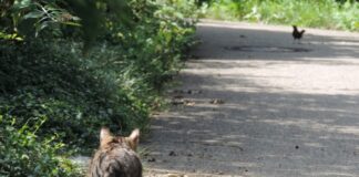streunende Katze