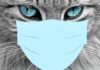 Katze mit Maske
