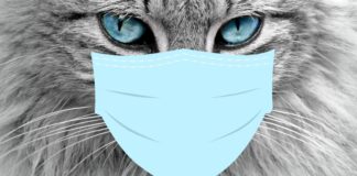 Katze mit Maske