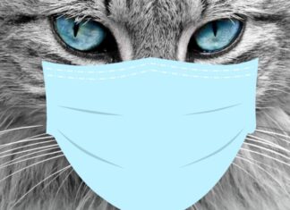 Hauskatzen können sich mit SARS-CoV-2 infizieren Katze mit Maske
