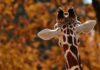 Giraffe von hinten