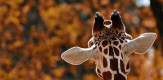 Giraffe von hinten