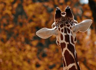 Zooverband fordert weitgreifende Schritte von der Koalition Giraffe von hinten