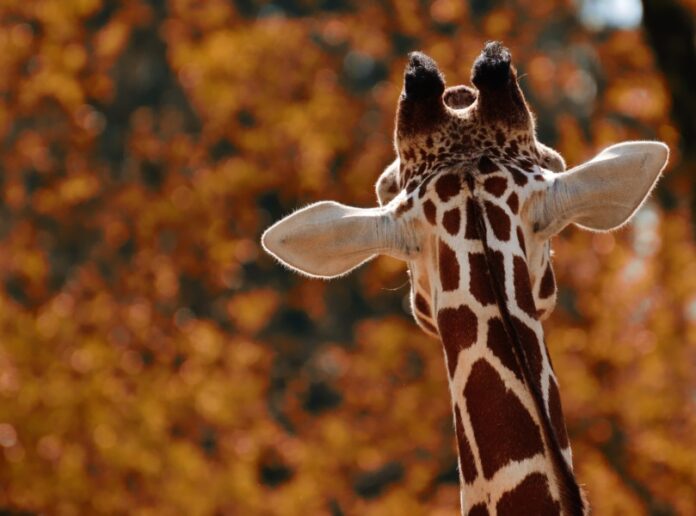 Giraffe von hinten