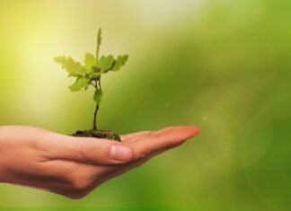 Ein neuer Wald mit 12.000 Bäumen für die Wietzeaue Eichenbäumchen