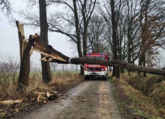 Baum quer über Fahrbahn Pappel umgeknickt