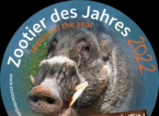 Zootier des Jahres: Das Pustelschwein Aufkleber Zootier des Jahres 2022
